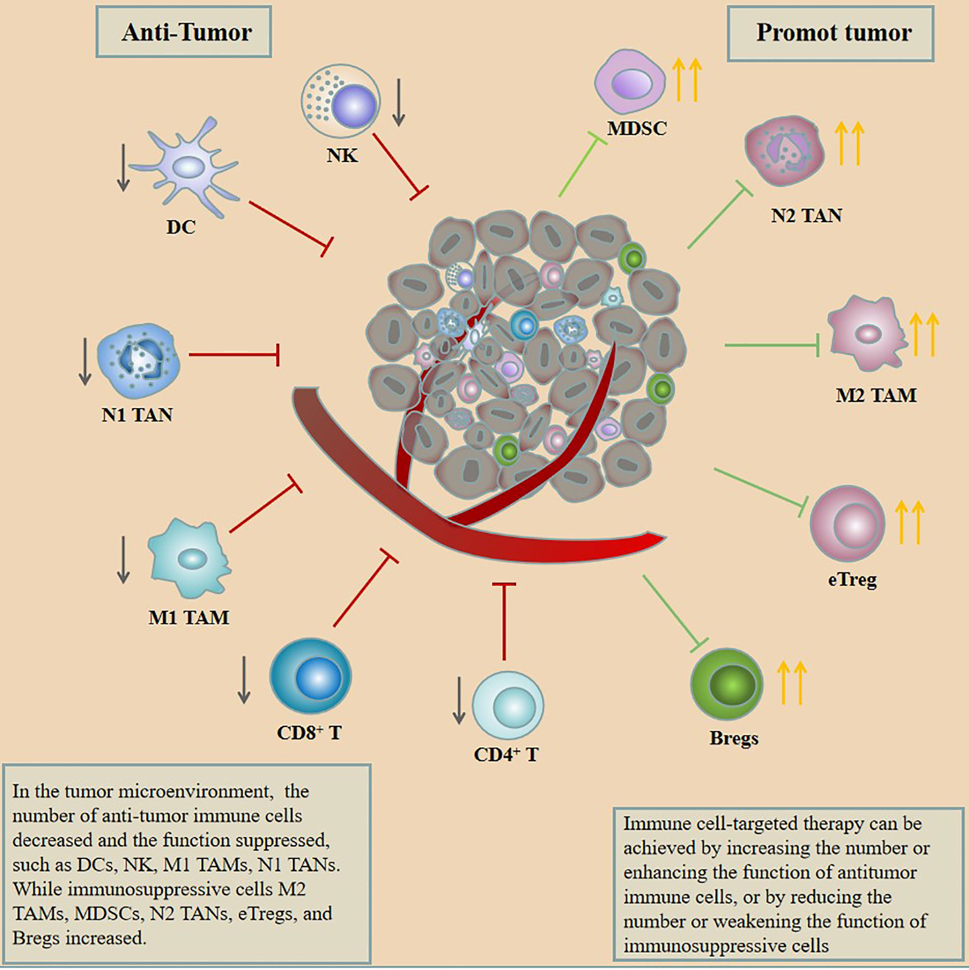 Frontiers Therapeutic strategies for gastric cancer targeting immune