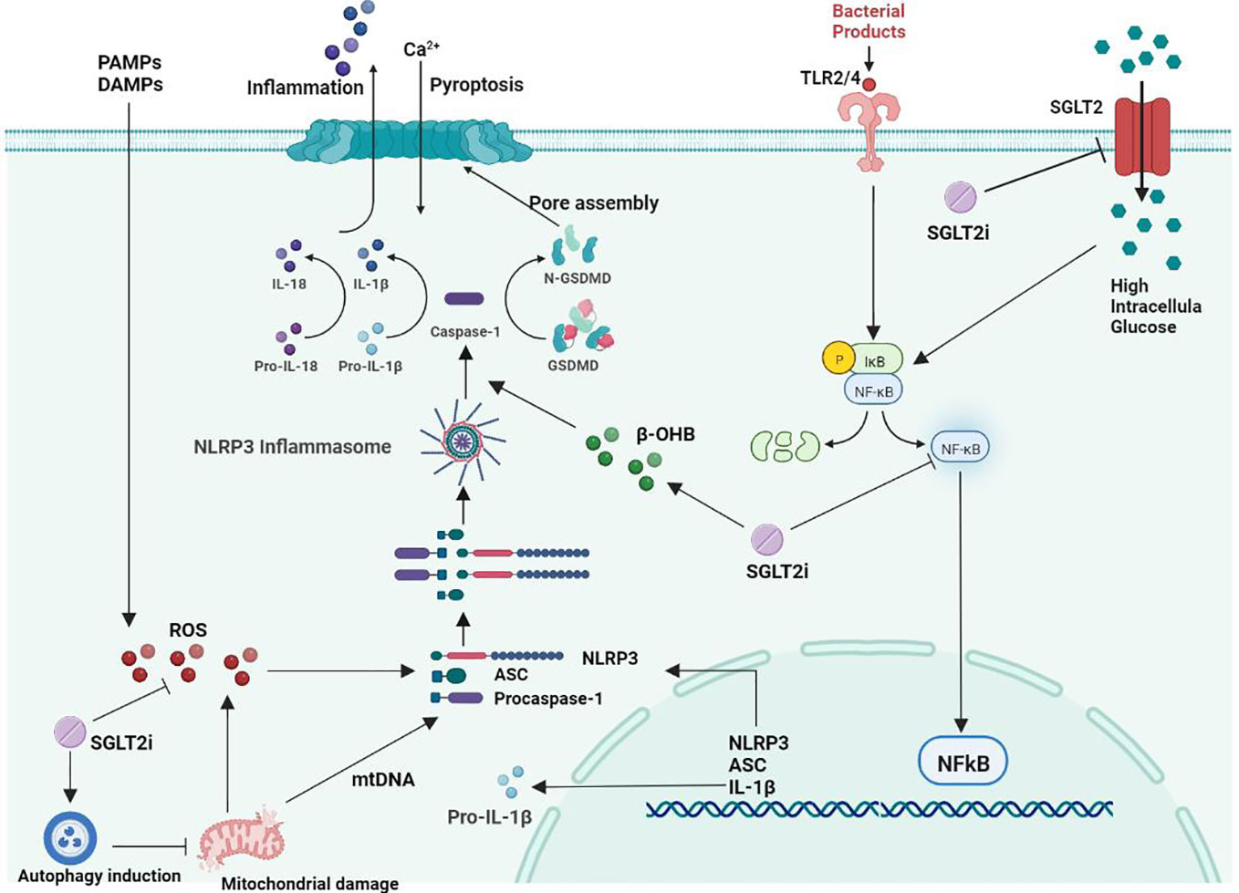 Frontiers | effects and mechanisms of sglt2 inhibitors on the nlrp3