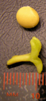 www.frontiersin.org