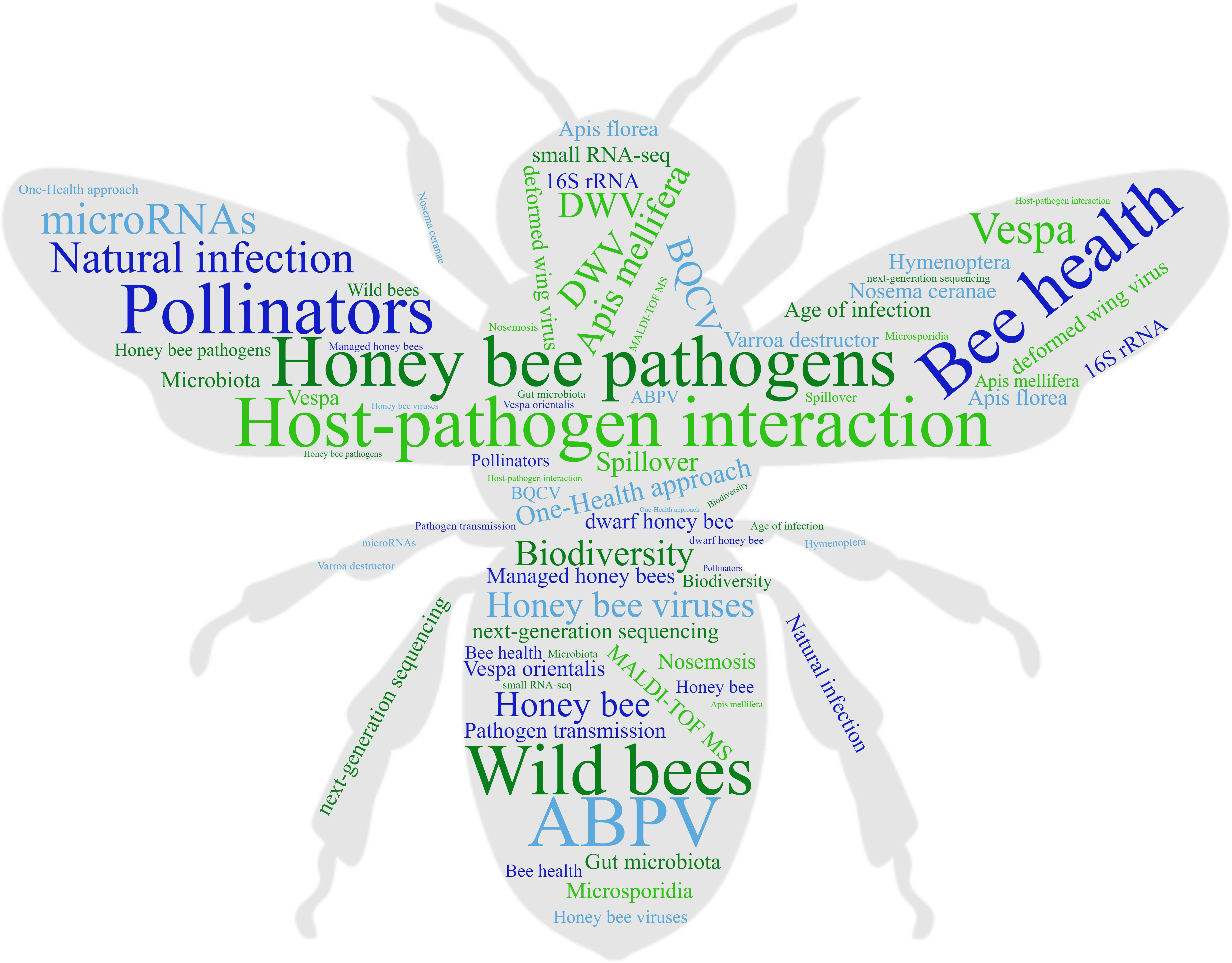 Researchers identify microbe that protects bees from fungal infections: IU  News