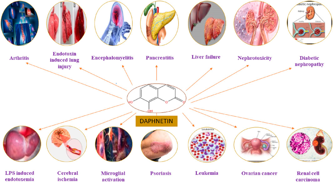 Frontiers  Tetraclinis articulata (vahl) masters: An insight into its  ethnobotany, phytochemistry, toxicity, biocide and therapeutic merits