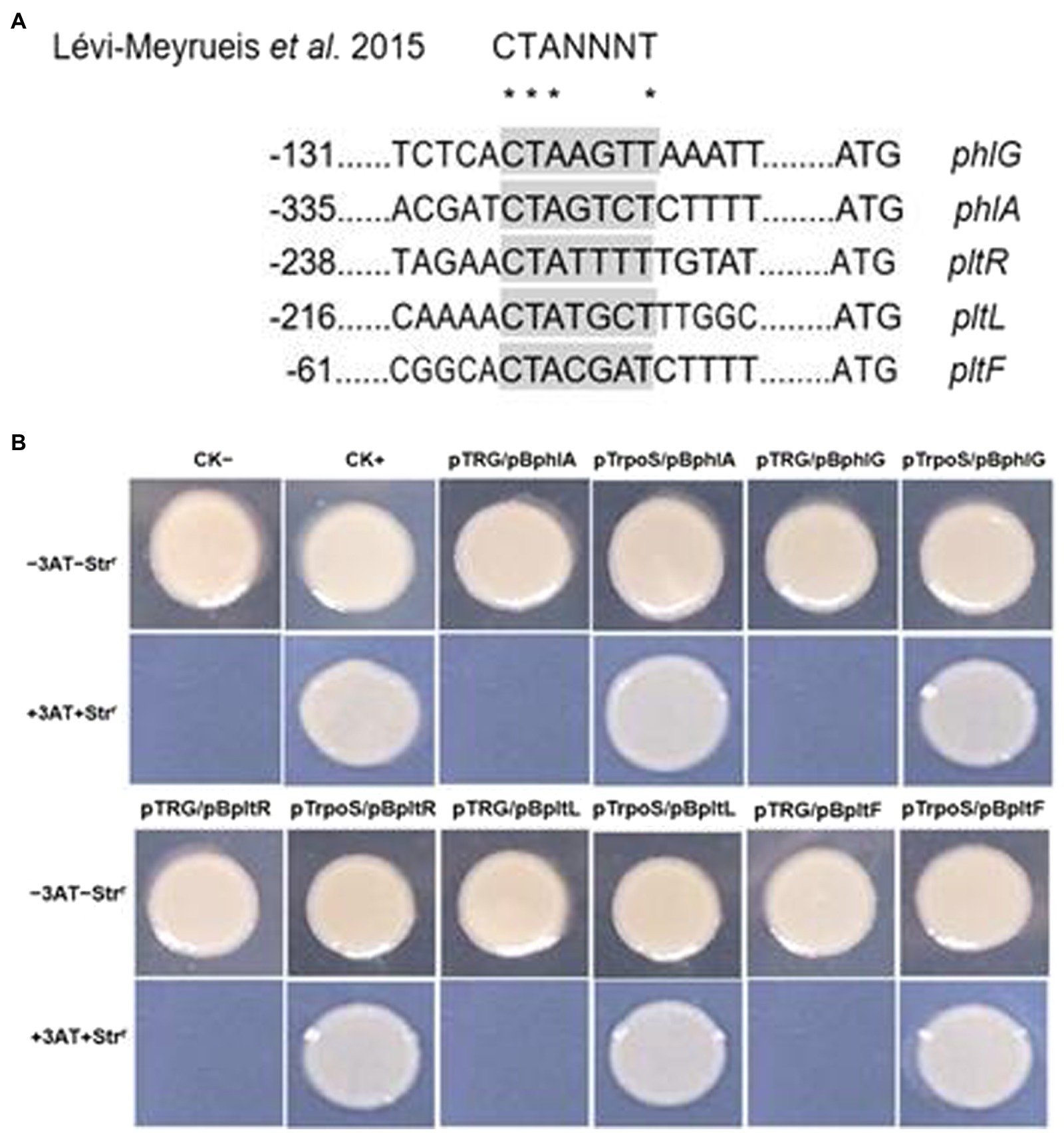 Frontiers | Regulatory roles of RpoS in the biosynthesis of
