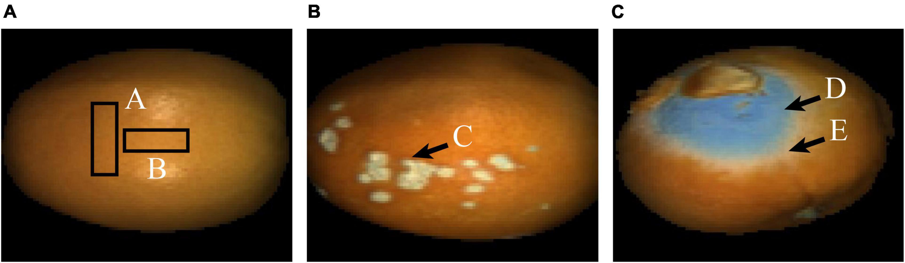 www.frontiersin.org