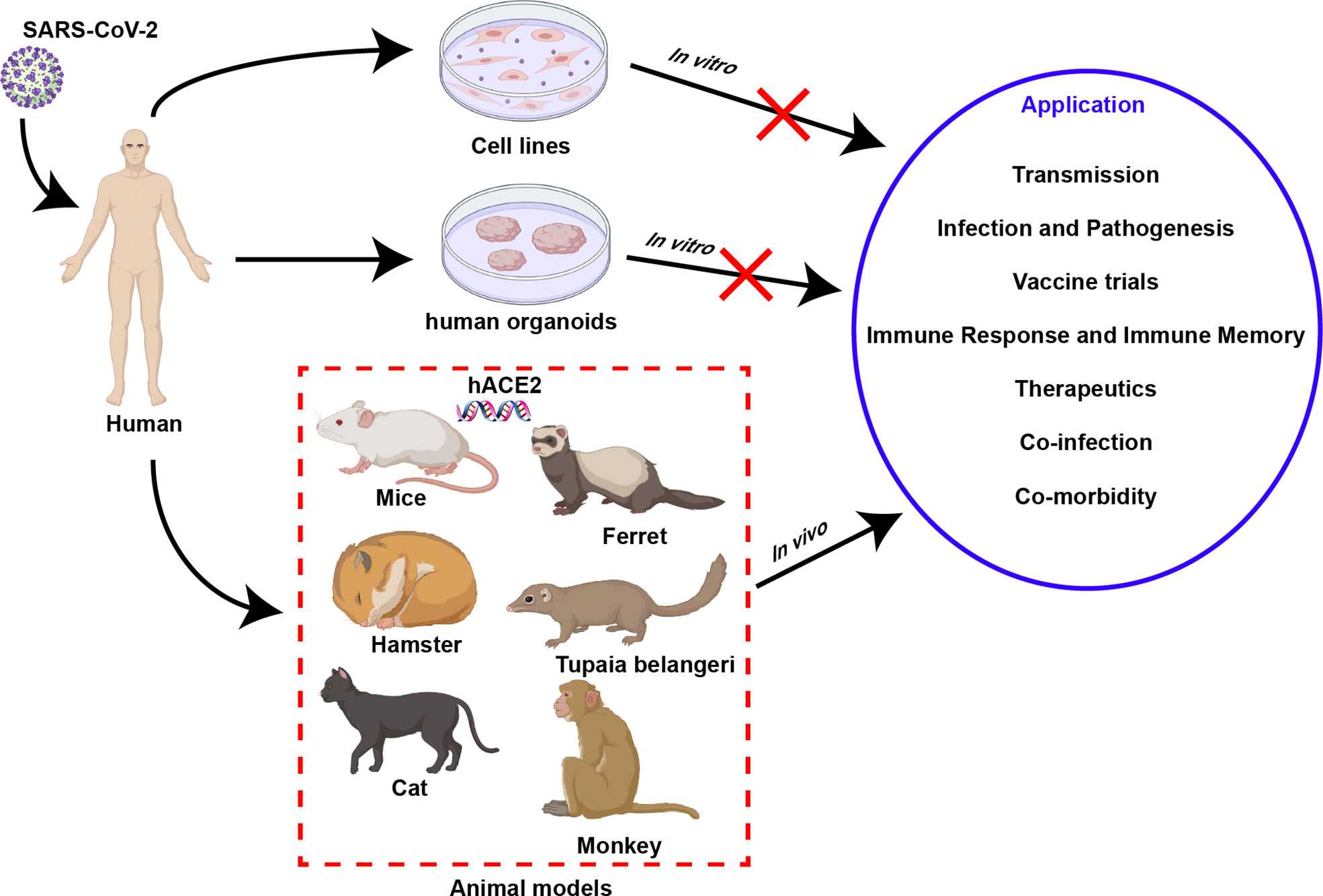 New animal model to aid in the development of Covid-19 cure – The Childrens  Post of India