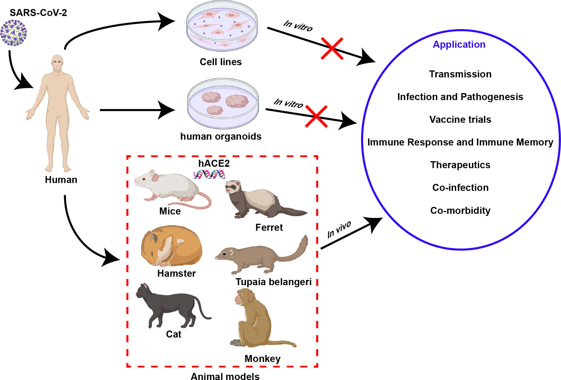 Frontiers  Syrian hamster as an ideal animal model for evaluation of  cancer immunotherapy