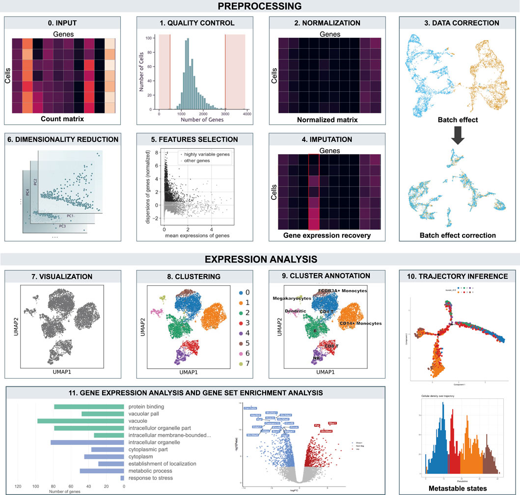 Frontiers  Single-cell detection of primary transcripts, their