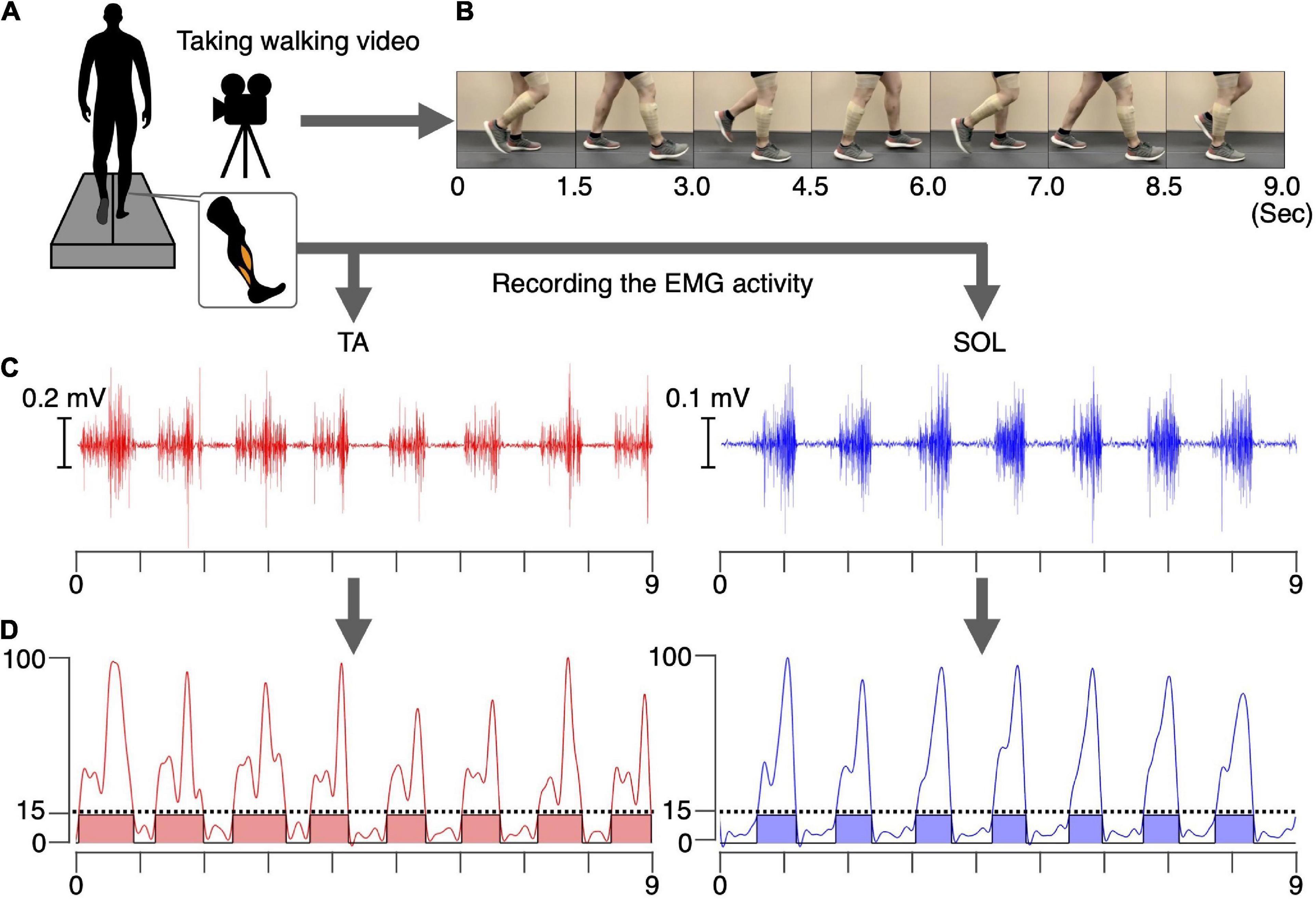 a Neurophysiological mechanisms of electrical stimulation of muscles