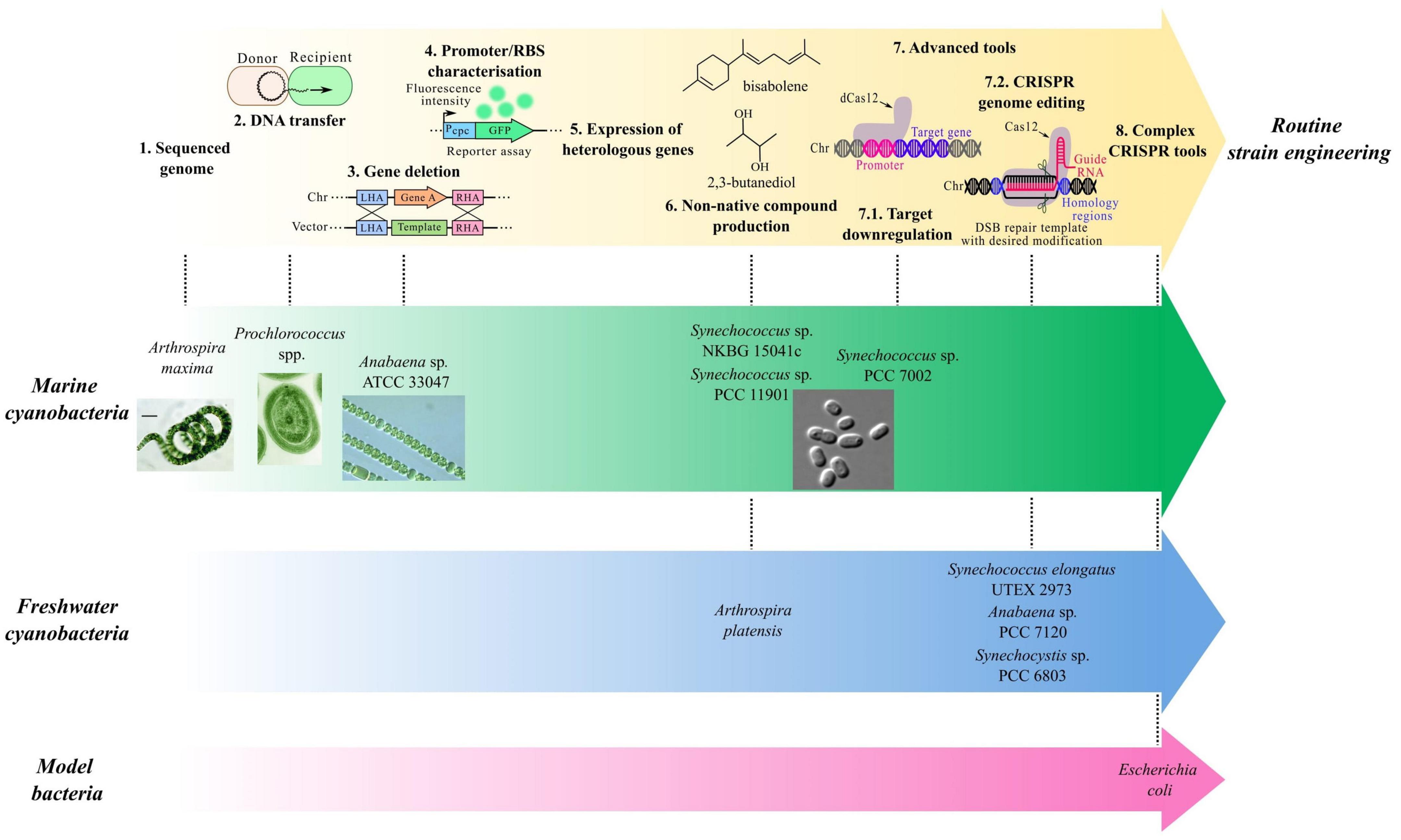 Laboratory maintenance of the bacterial endosymbiont, Neorickettsia sp.,  through the life cycle of a digenean, Plagiorchis elegans - ScienceDirect