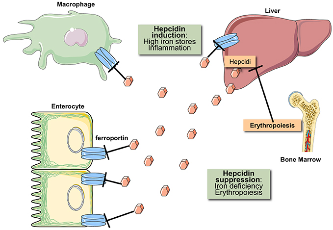 Frontiers The IRP IRE system in vivo insights from mouse models