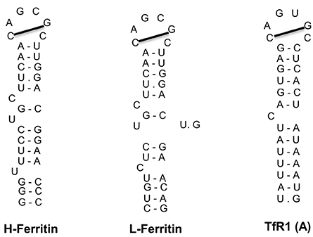 www.frontiersin.org