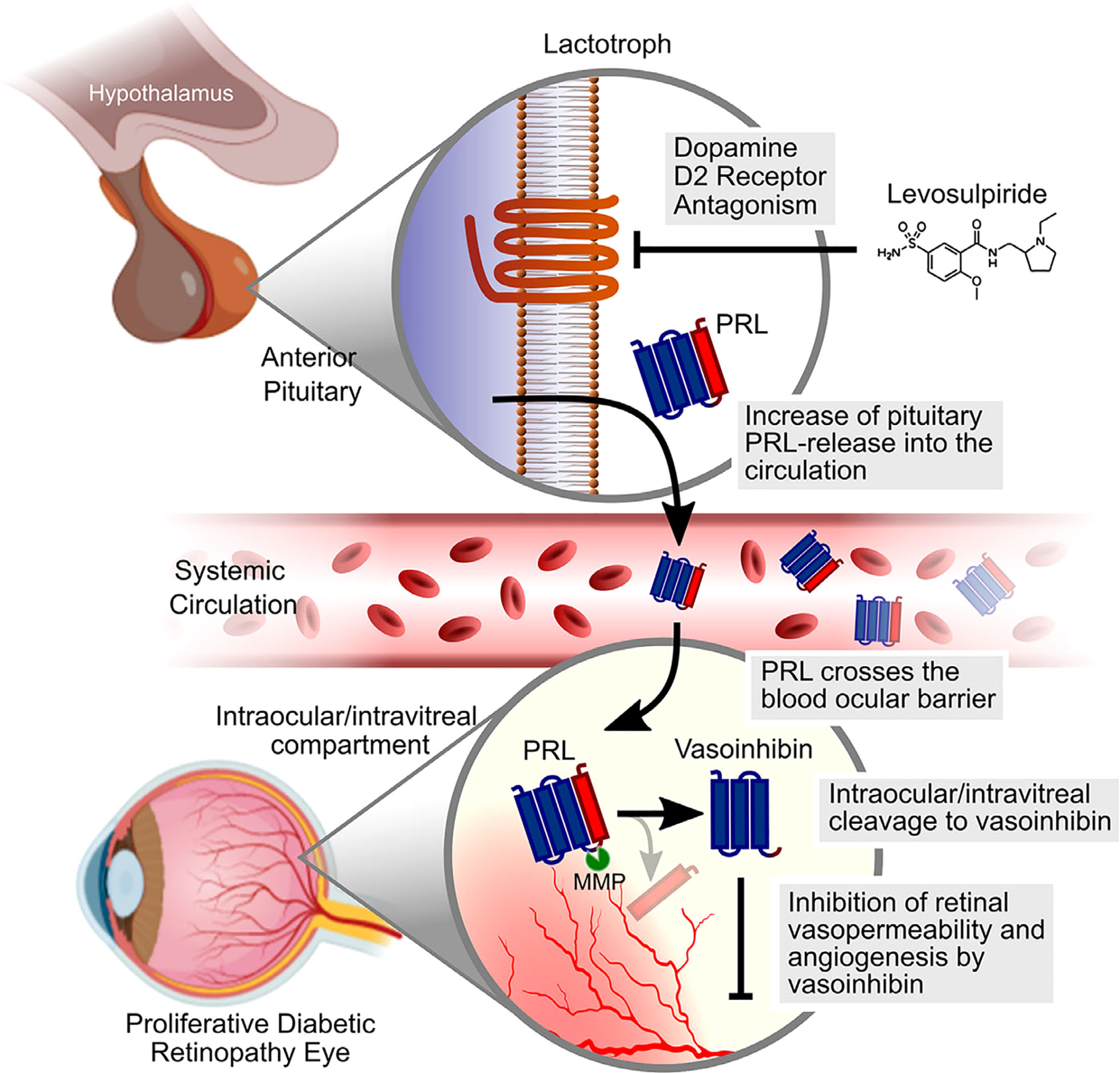 Frontiers The interplay between prolactin and cardiovascular disease