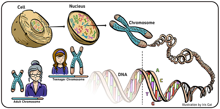图 1 - 真核细胞中的 DNA 和染色体。