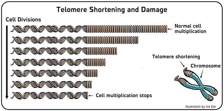 Figure 3 - Telomere shortening and damage.
