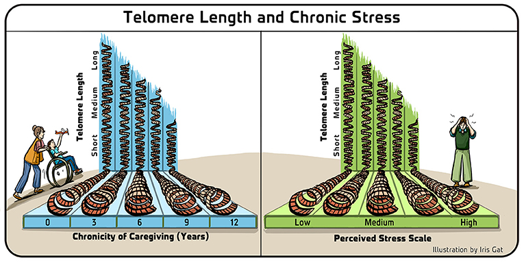 Figure 4 - Telomere length and chronic stress.
