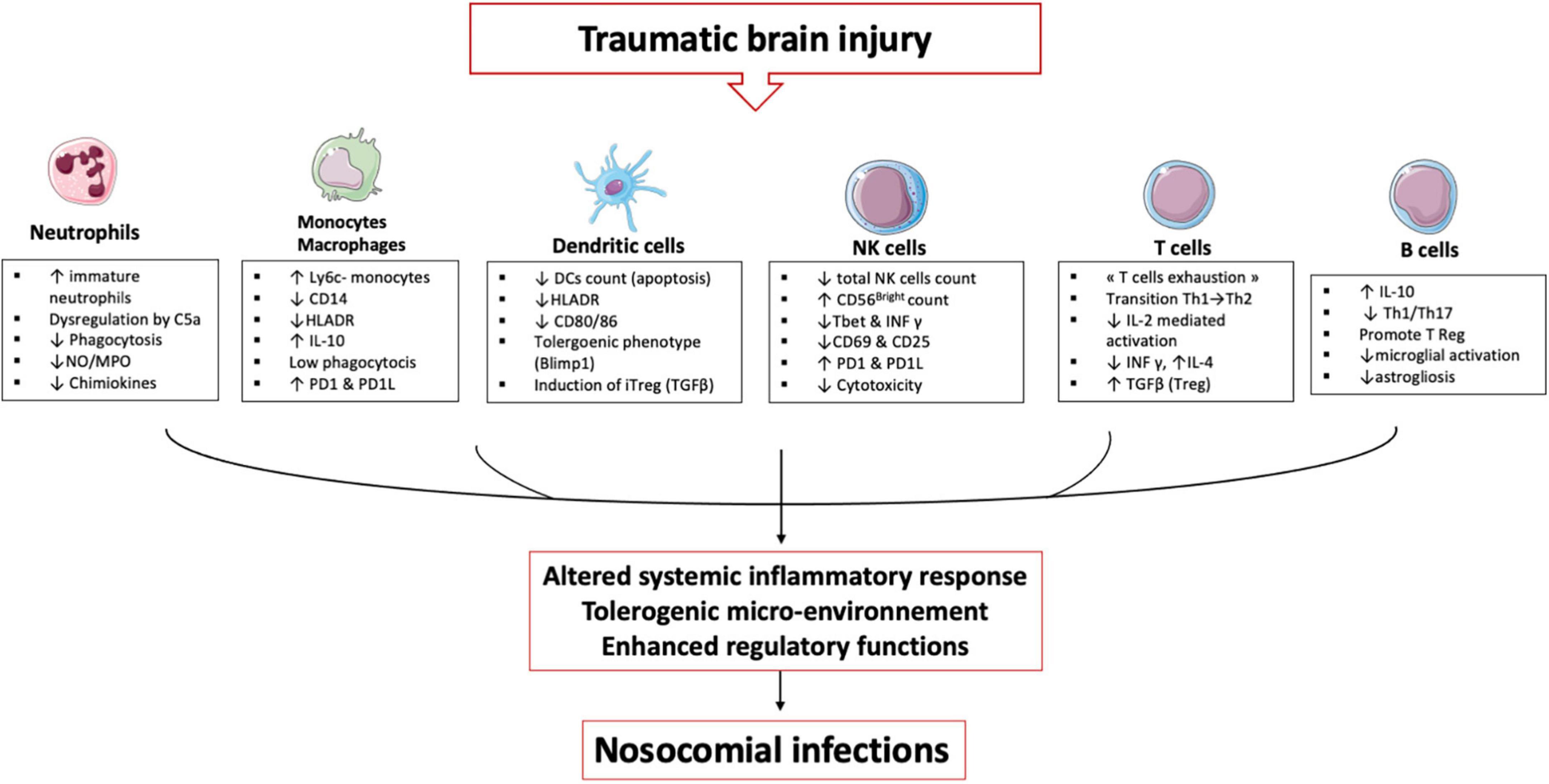 Frontiers | Immune modulation after traumatic brain injury