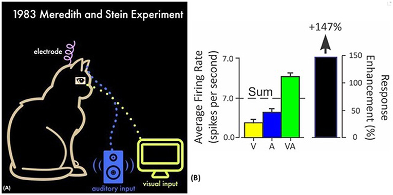 Figure 2 - (A) To understand how the brain combines visual and auditory information, researchers used electrodes inserted into the brains of cats to measure the responses of individual SC neurons.