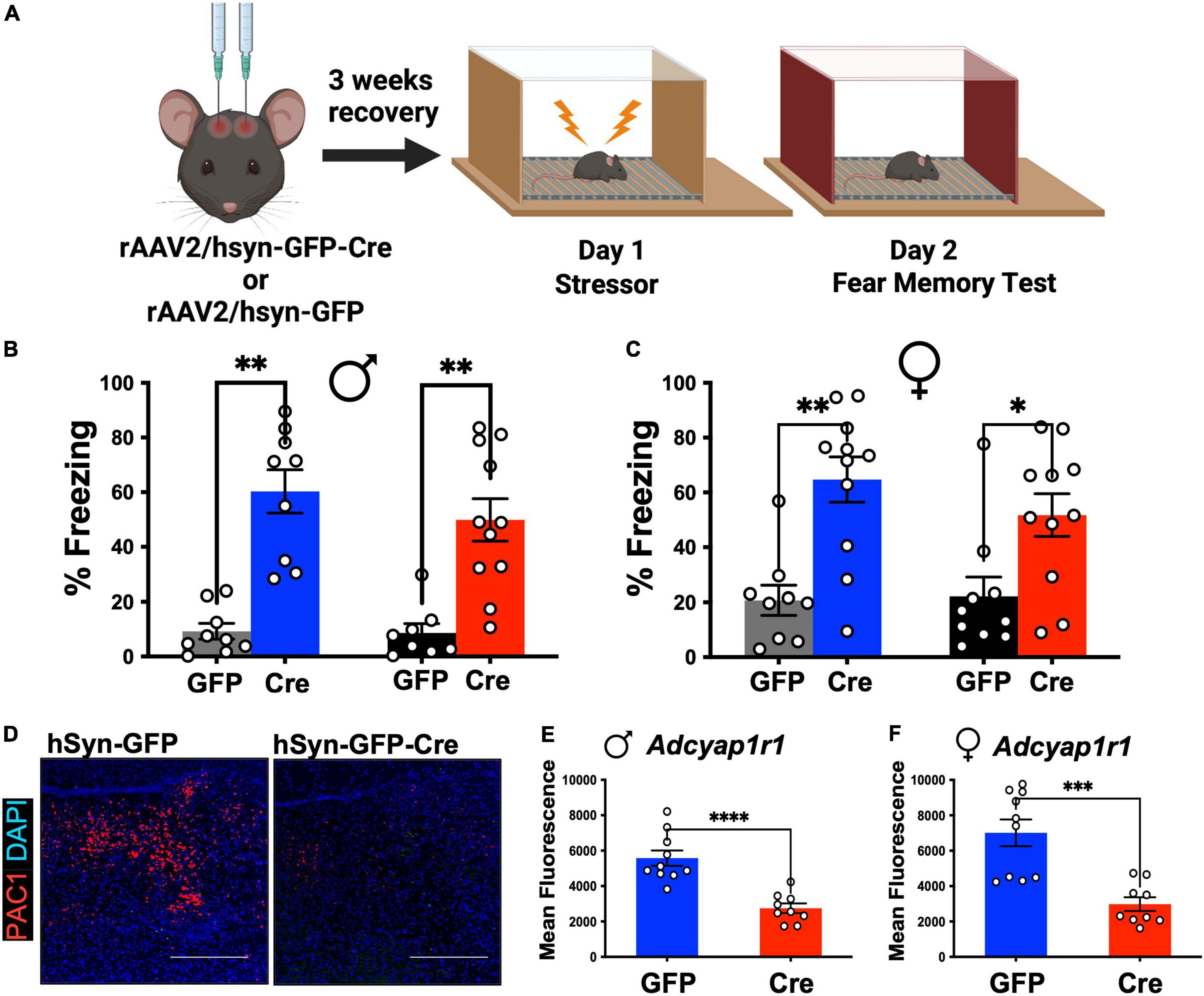 No More Mice: Use Wilson Control Fragranced Glue Traps