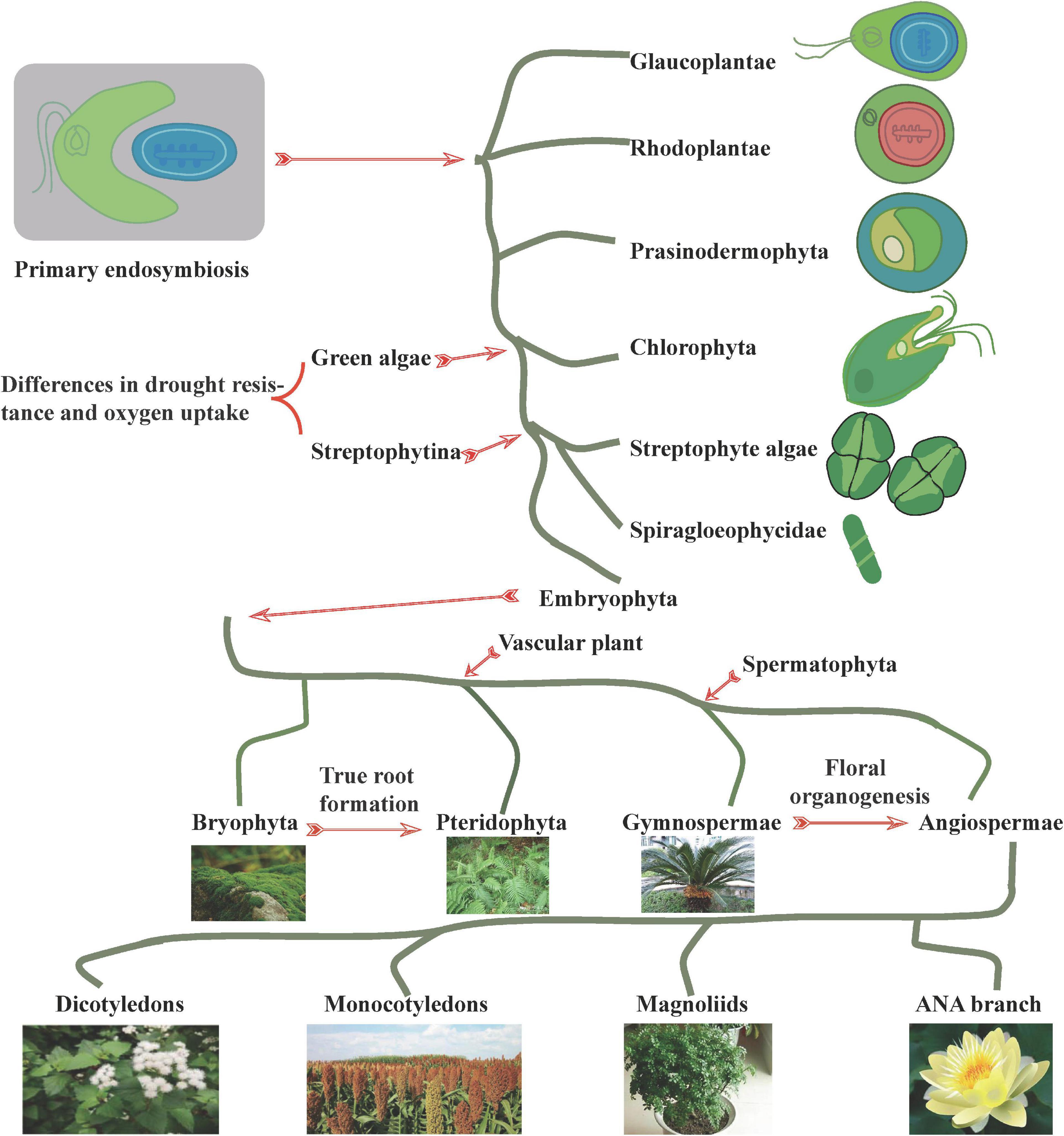 plant evolution diagram