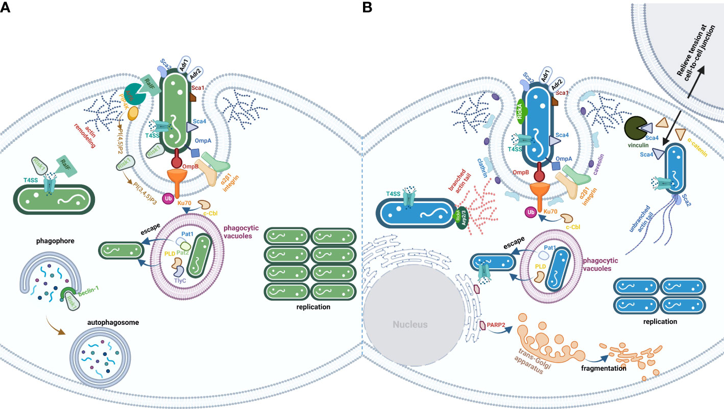 Specific rickettsial serology