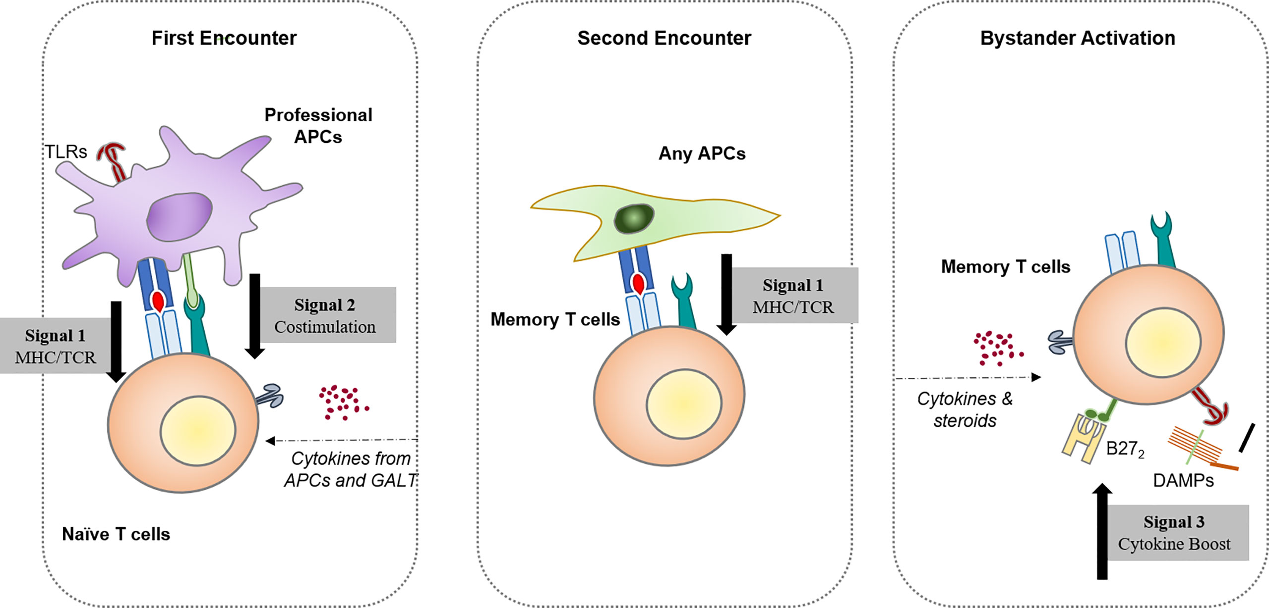 Frontiers  Joint together: The etiology and pathogenesis of ankylosing  spondylitis