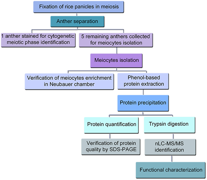 Plant Identification Flow Chart