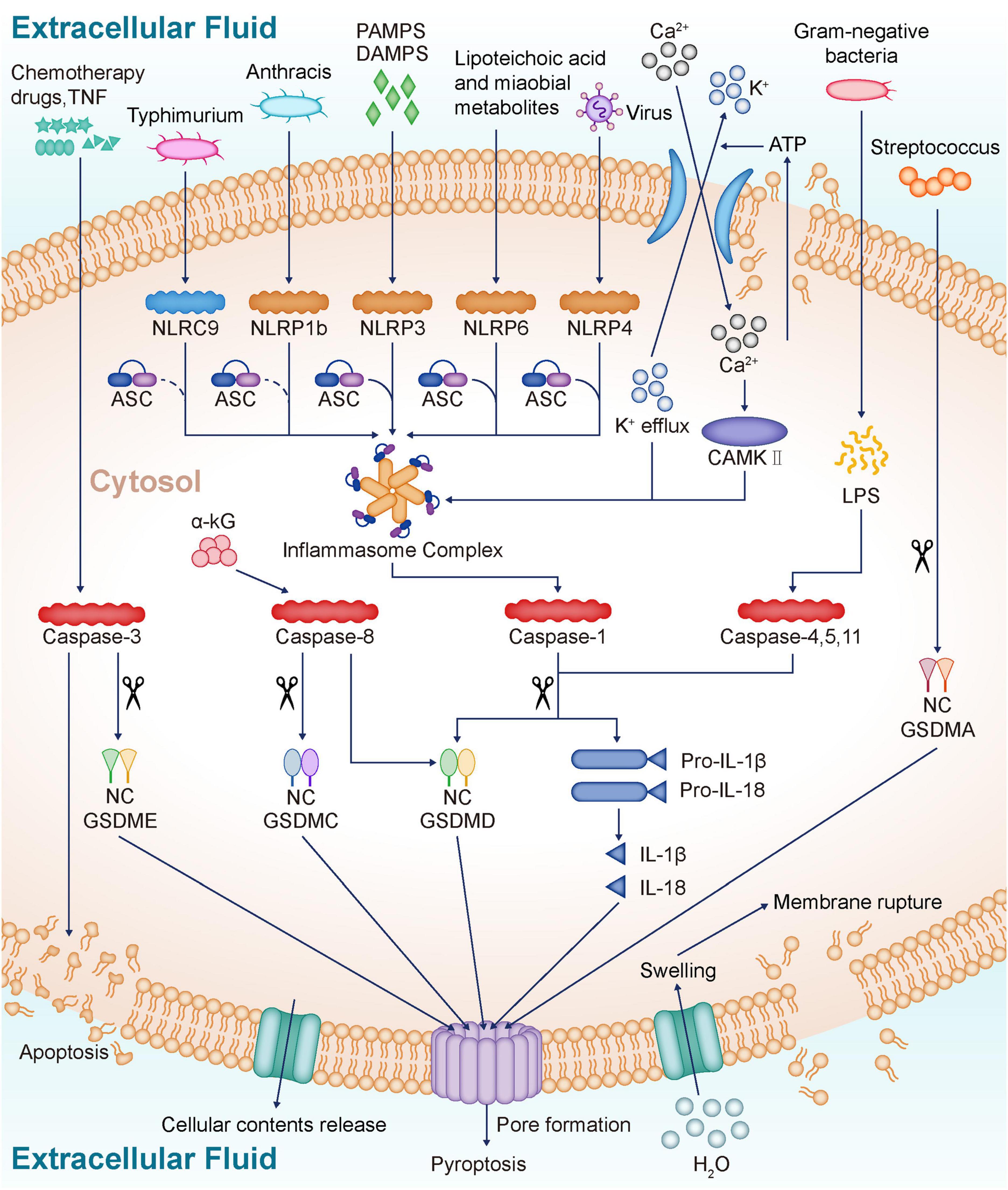 Frontiers | Pyroptosis as a candidate therapeutic target for 
