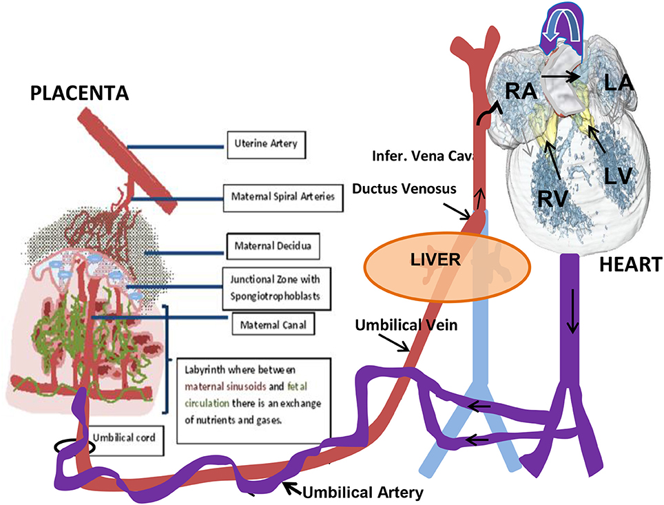 Placental Circulation Flow Chart