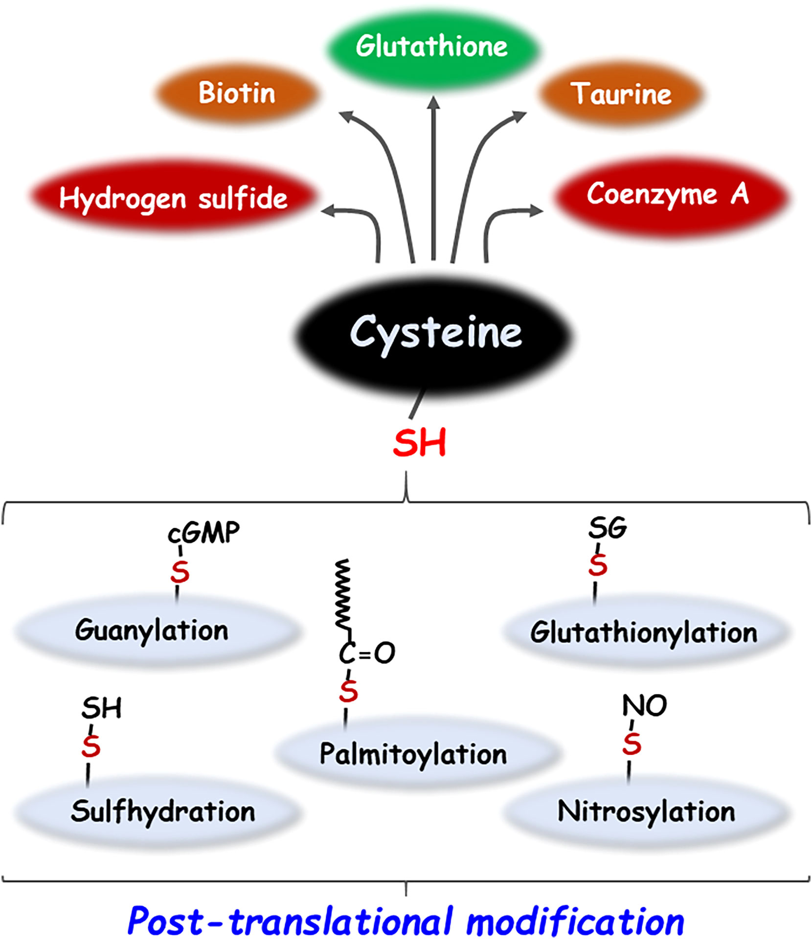 Assigning functionality to cysteines by base editing of cancer