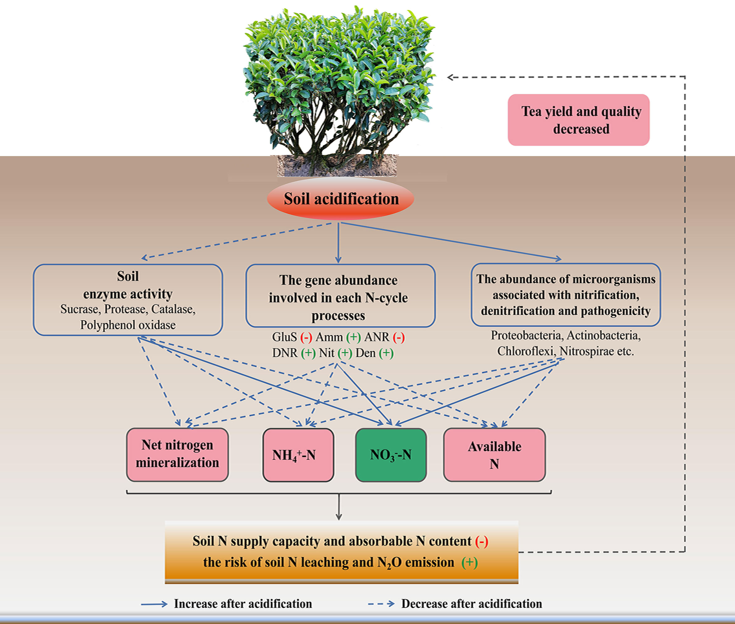 Frontiers | Soil metagenomic analysis on changes of functional 