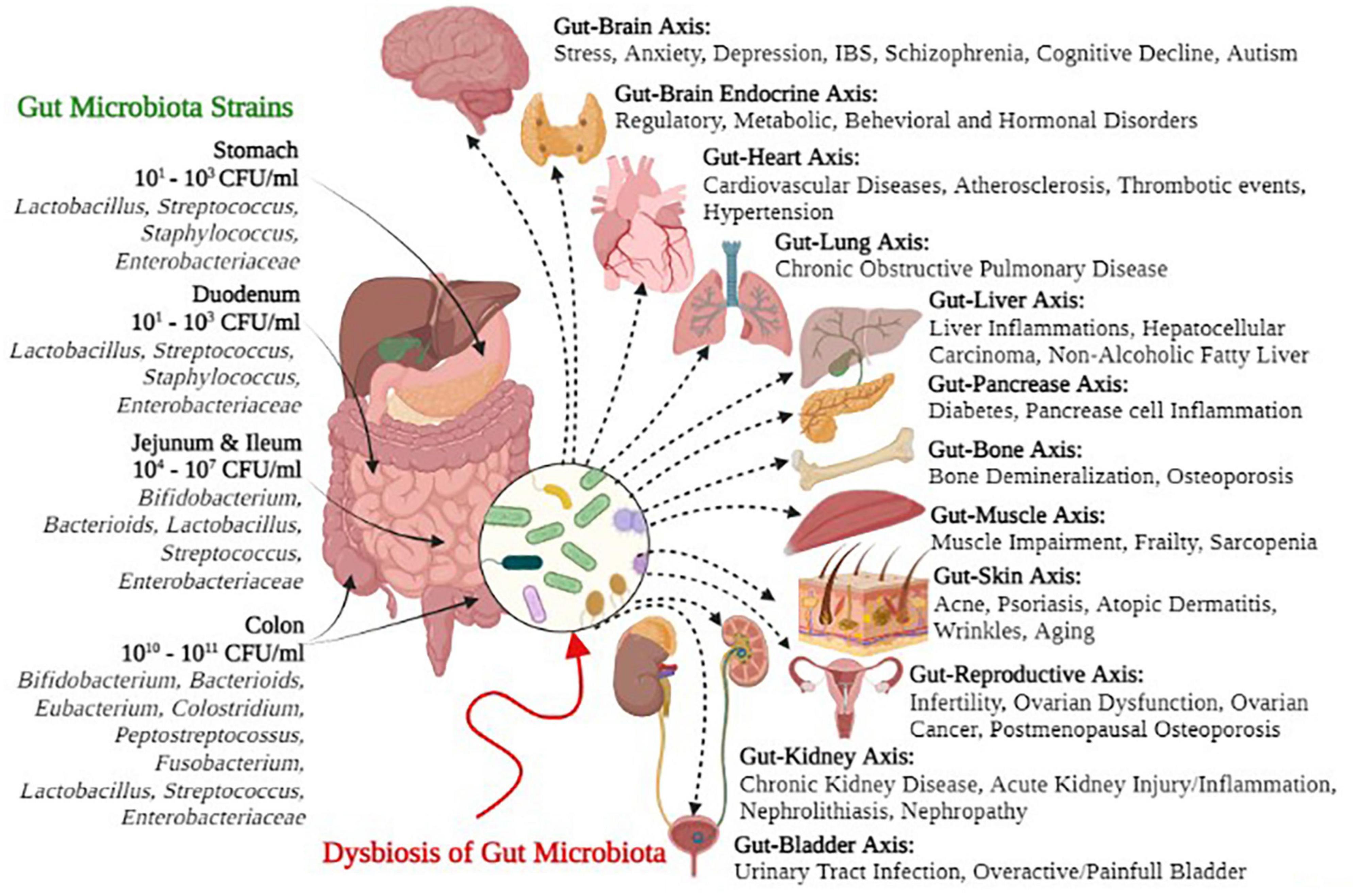 Frontiers  Human gut microbiota in health and disease: Unveiling