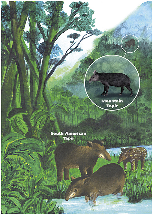 Figure 1 - The South American tapir likes the heat, so the only place you can find it is in the hot, lowland Amazon rainforests of South America.