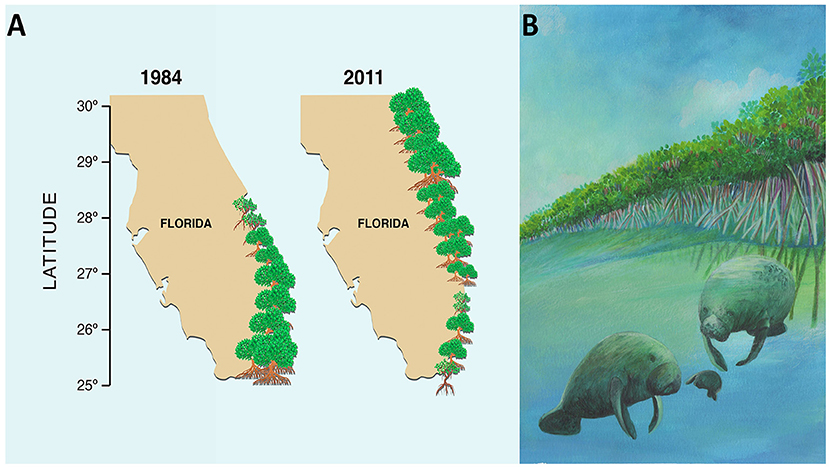 Figure 2 - (A) Many mangrove tree species are migrating north along the eastern coast of Florida, USA, increasing their numbers in higher-latitude (northern) areas that used to be too cold, and decreasing their numbers in lower-latitude (southern) areas that are becoming too hot [3].