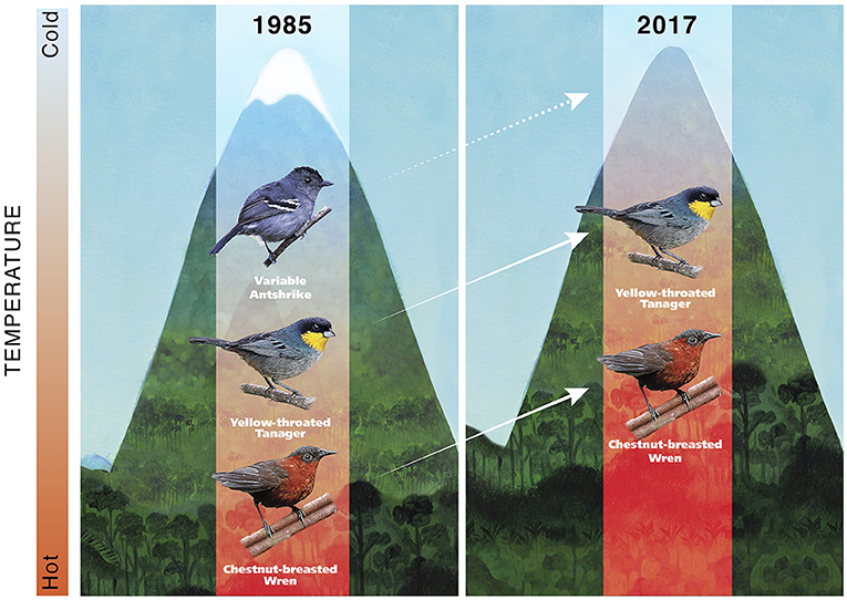 Figure 3 - As temperatures increase, many animal species are moving to higher-elevation areas that used to be too cold for them.
