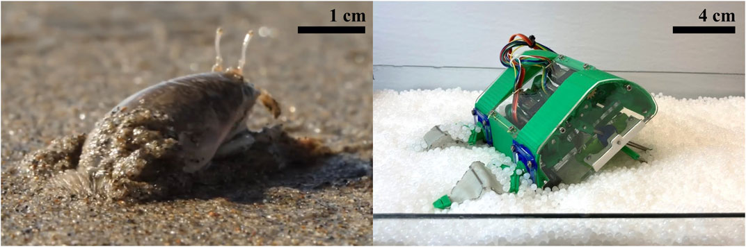 深く掘り下げる:自然からヒントを得たモグラガニの潜水ロボット、実世界に応用できる工学の結晶(Digging deep:Inspired by nature, the burrowing mole crab robot is a feat of engineering with real-world applications) 深く掘り下げる:自然からヒントを得たモグラガニの潜水ロボット、実世界に応用できる工学の結晶(Digging deep:Inspired by nature, the burrowing mole crab robot is a feat of engineering with real-world applications)