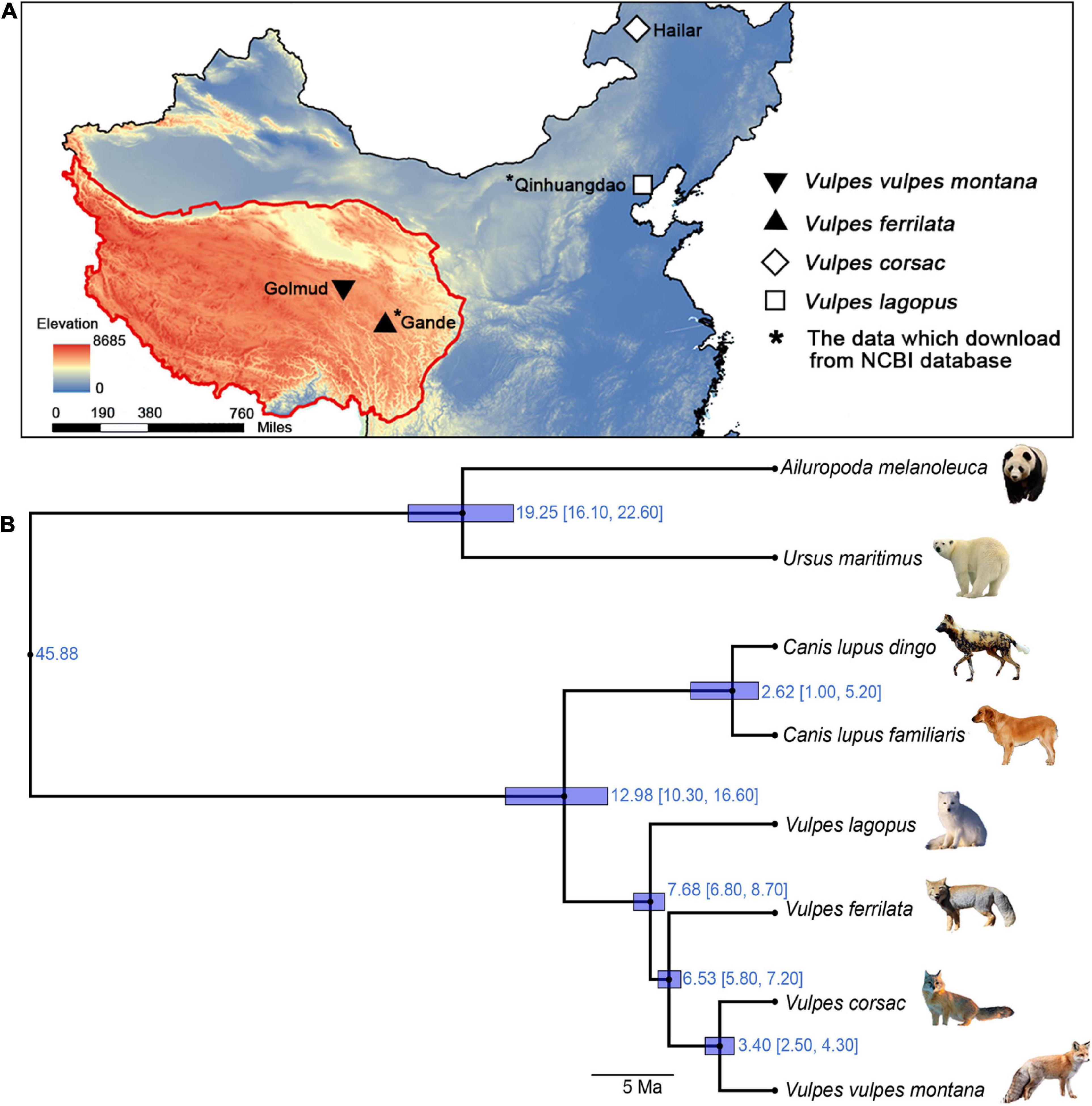 Frontiers | Comparative transcriptomics of high-altitude Vulpes and their  low-altitude relatives