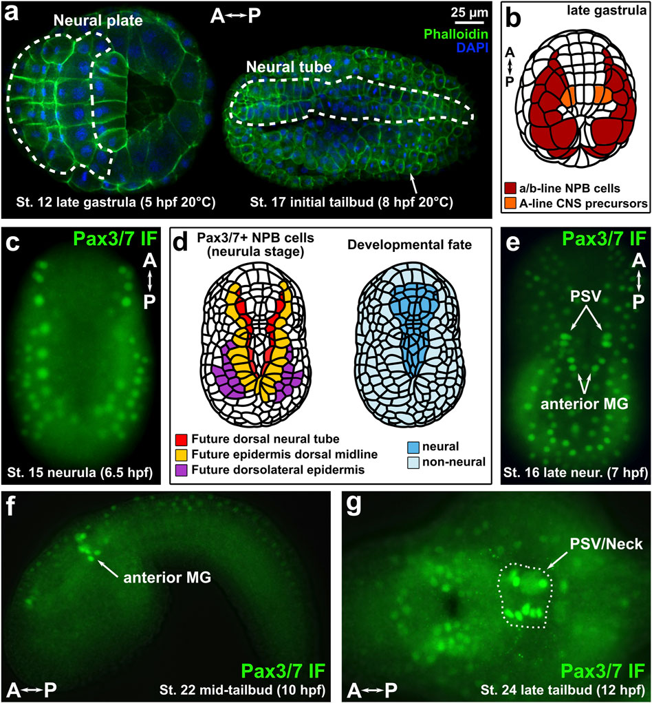 Frontiers  Pax3/7 regulates neural tube closure and patterning in