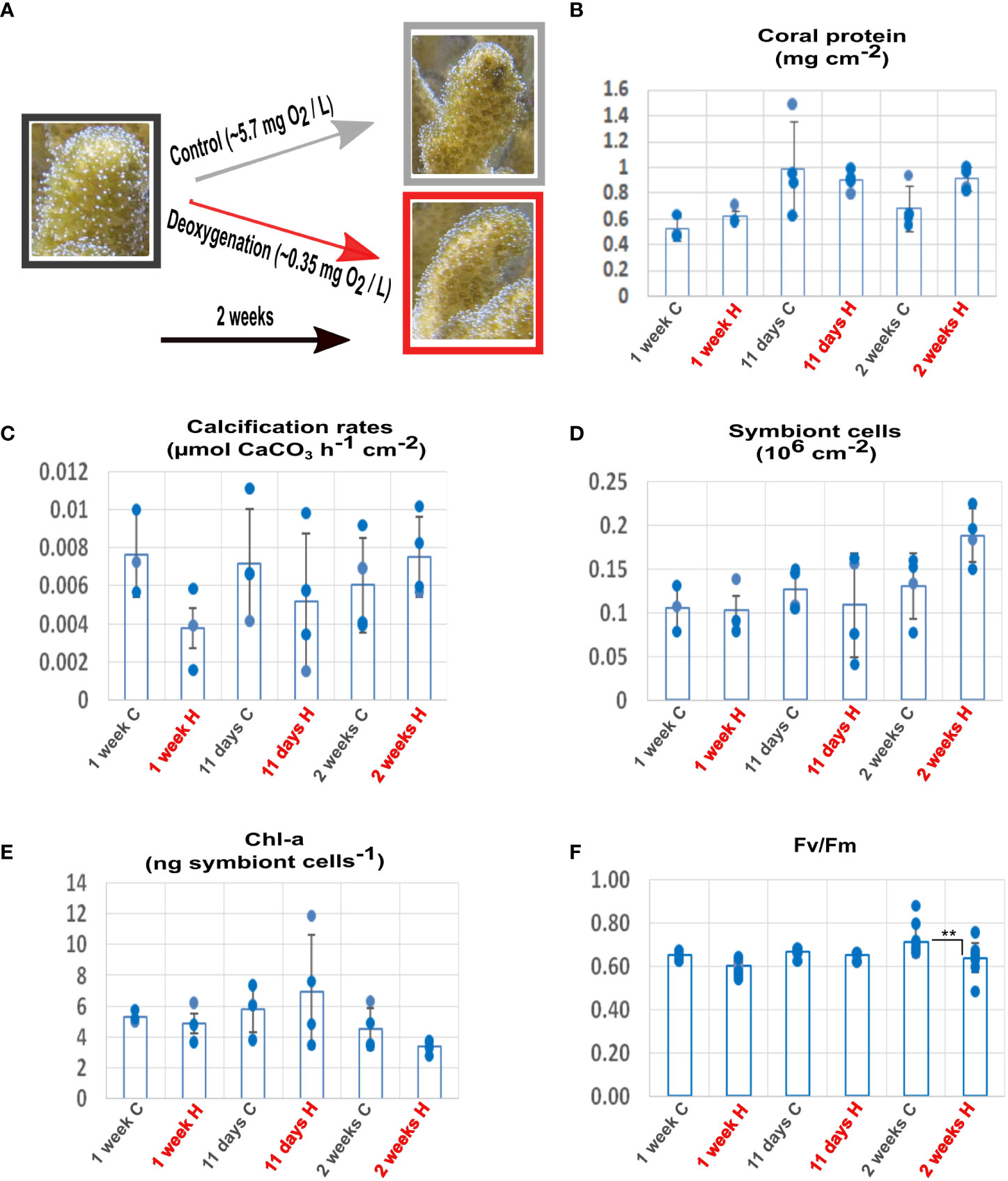 Frontiers  Transcriptional responses indicate acclimation to prolonged  deoxygenation in the coral Stylophora pistillata