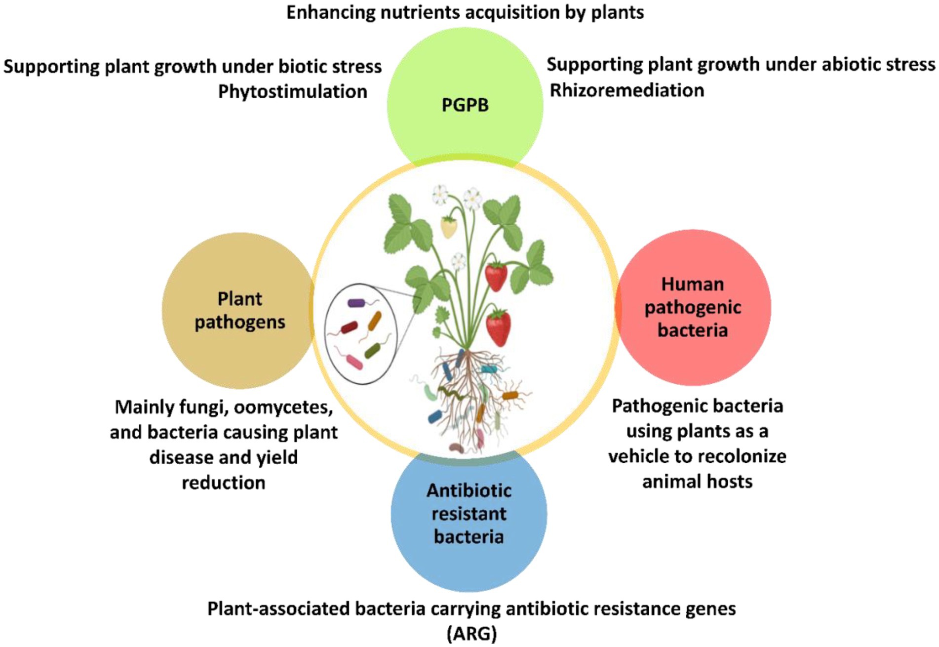 Frontiers  Tetraclinis articulata (vahl) masters: An insight into its  ethnobotany, phytochemistry, toxicity, biocide and therapeutic merits