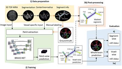 Frontiers | Anatomical labeling of intracranial arteries with ...