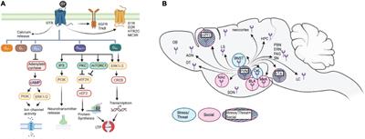 Frontiers  Experimental Social Stress: Dopaminergic Receptors, Oxidative  Stress, and c-Fos Protein Are Involved in Highly Aggressive Behavior