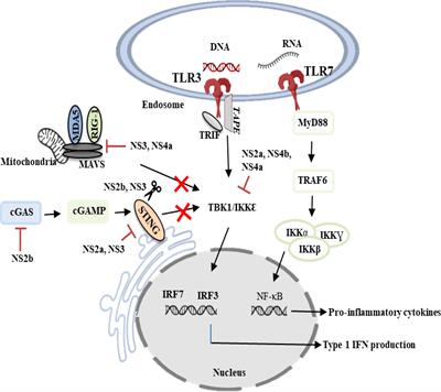 How hepatitis C virus evades the immune syste