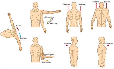 Frontiers | A practical guide to botulinum neurotoxin treatment of shoulder  spasticity 1: Anatomy, physiology, and goal setting