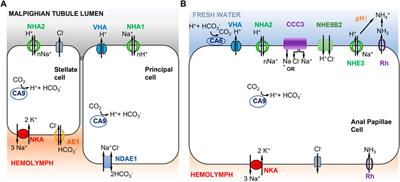 Frontiers | Mechanisms of Na+ uptake from freshwater habitats in animals
