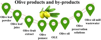 Frontiers  Valorizing the usage of olive leaves, bioactive