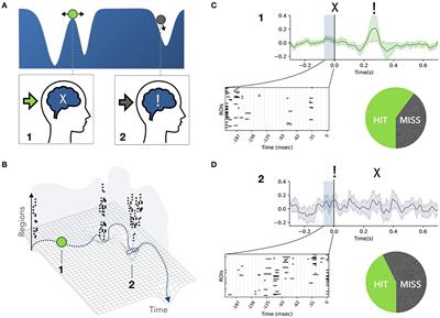 Spontaneous neuronal avalanches as a correlate of access consciousness