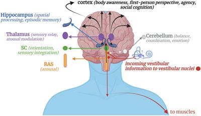 Frontiers | The brain-body disconnect: A somatic sensory basis for  trauma-related disorders