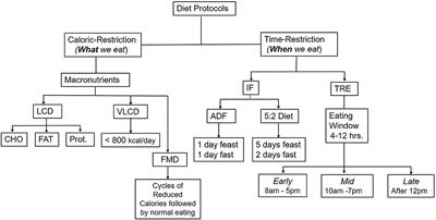 Alzheimer's disease: Can time-restricted eating improve symptoms?