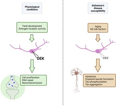 Frontiers  Novel molecular mechanisms in Alzheimer's disease: The