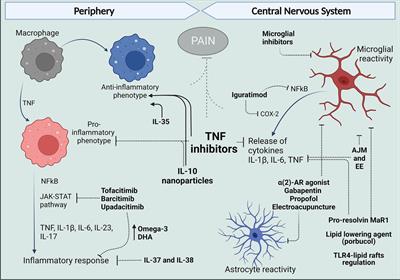 Frontiers  Sciatic–Vagal Nerve Stimulation by Electroacupuncture  Alleviates Inflammatory Arthritis in Lyme Disease-Susceptible C3H Mice