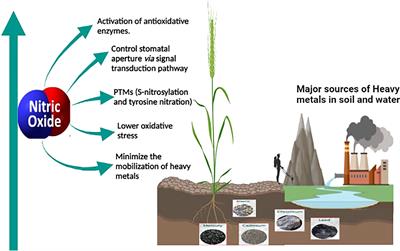 Correlation between the amount of heavy metals in the roots and